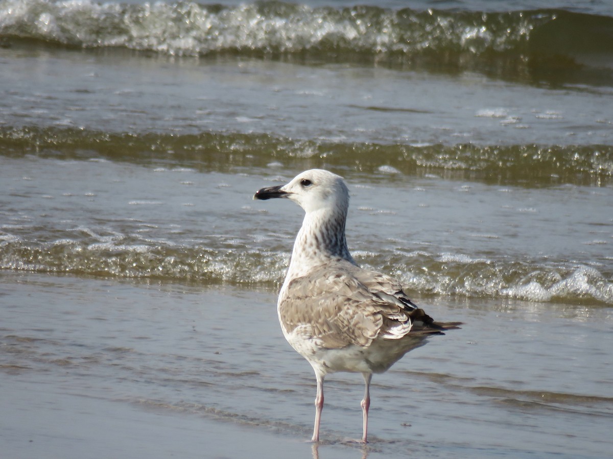 Lesser Black-backed Gull (Heuglin's) - ML121648271