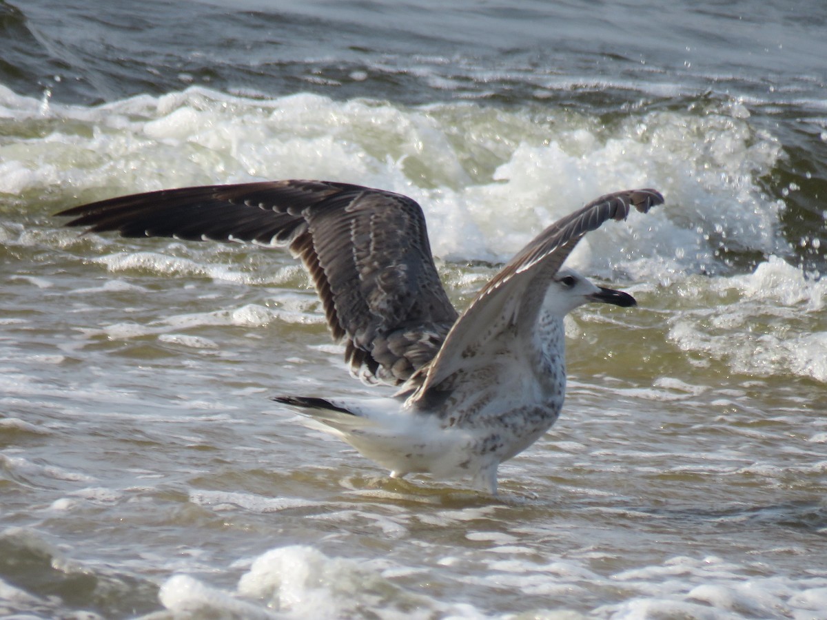 Lesser Black-backed Gull (Heuglin's) - ML121648281