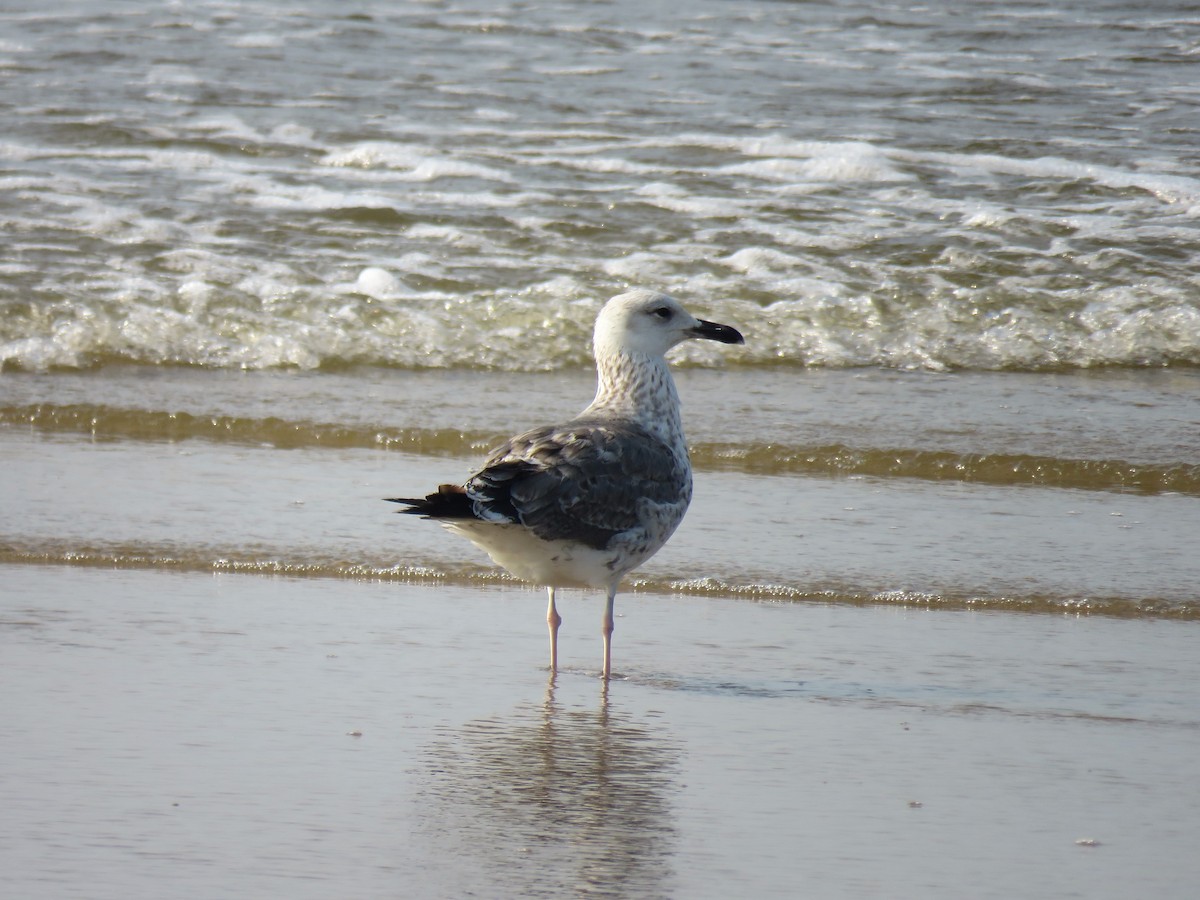 Lesser Black-backed Gull (Heuglin's) - Surendhar Boobalan