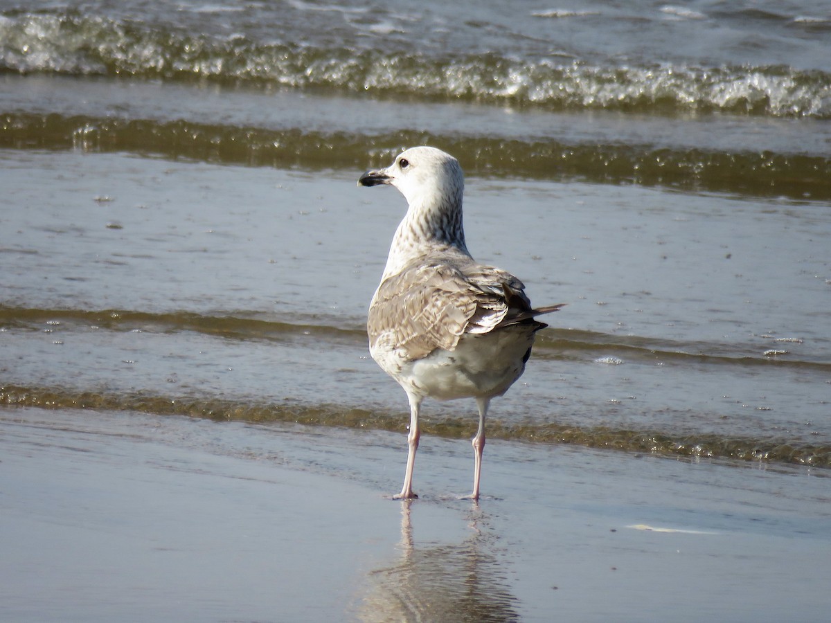 Lesser Black-backed Gull (Heuglin's) - Surendhar Boobalan