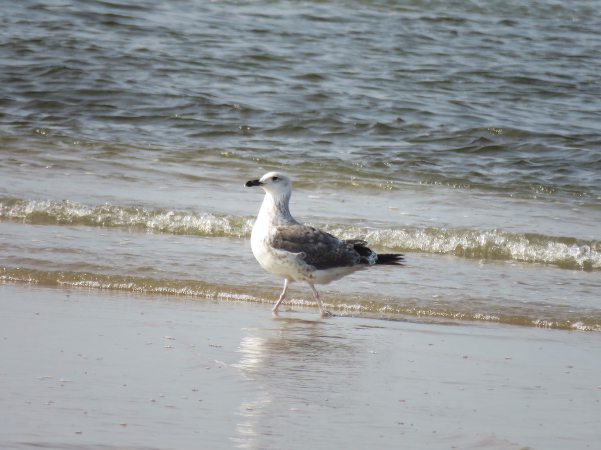 Lesser Black-backed Gull (Heuglin's) - ML121648341