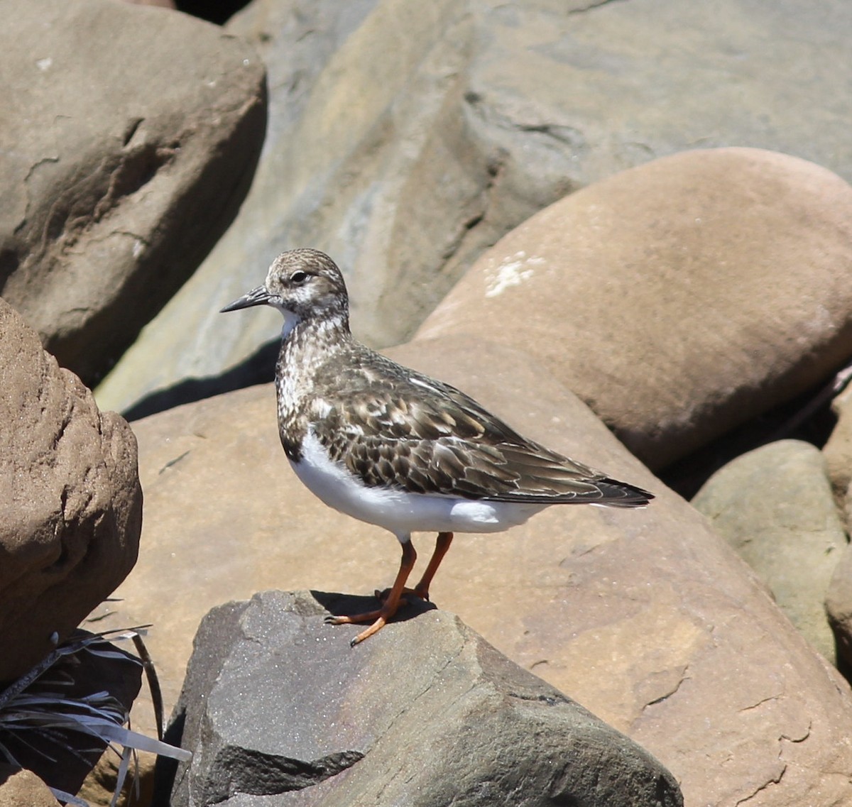 Ruddy Turnstone - ML121648541