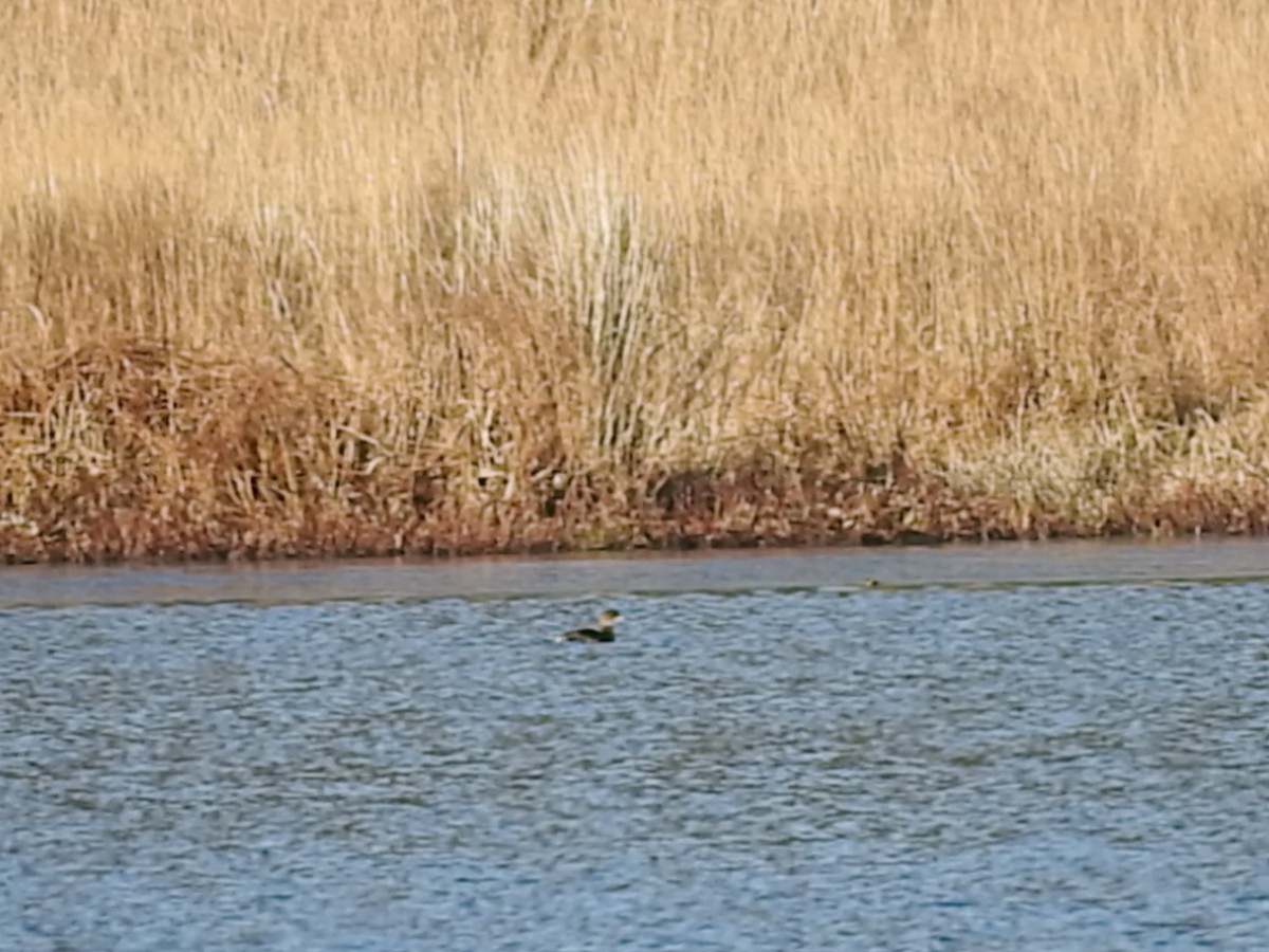 Pied-billed Grebe - ML121648741