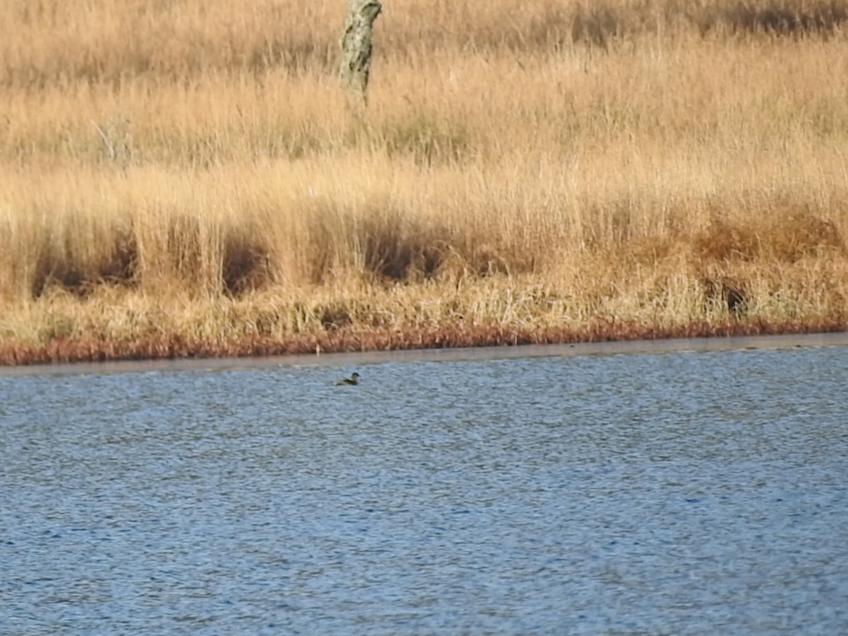 Pied-billed Grebe - ML121648811