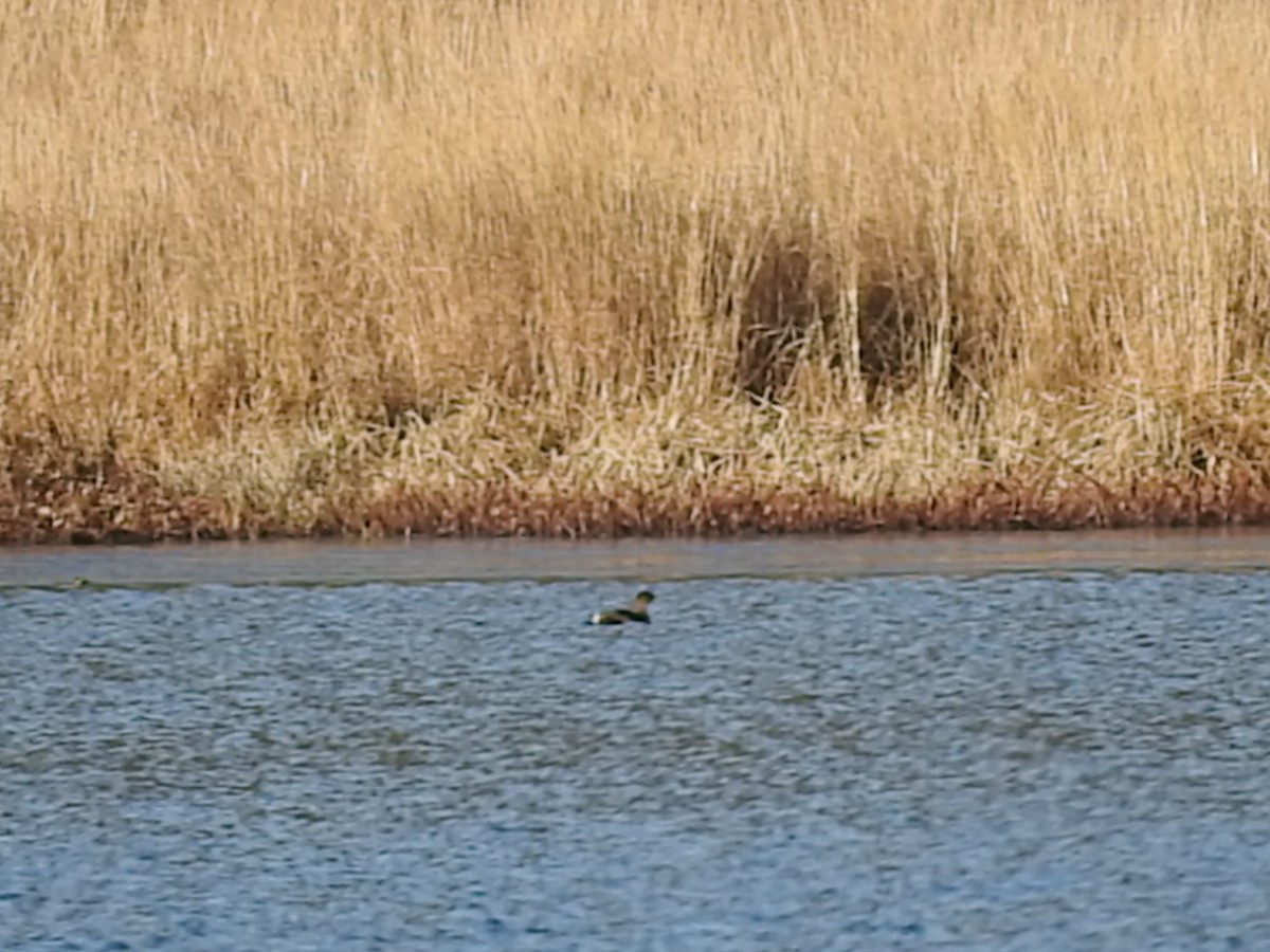 Pied-billed Grebe - ML121648831