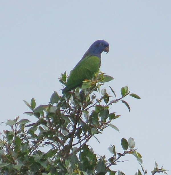Blue-headed Parrot - ML121649571