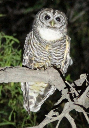 Chaco Owl - ML121651611