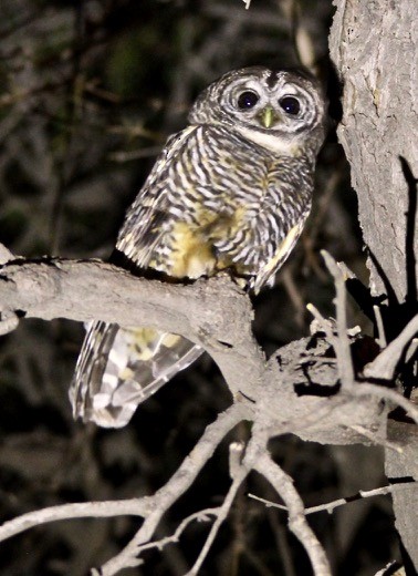 Chaco Owl - ML121651631