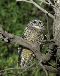 Chaco Owl - ML121651651
