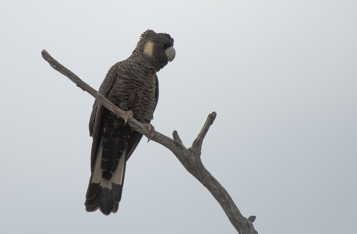 Carnaby's Black-Cockatoo - ML121653581