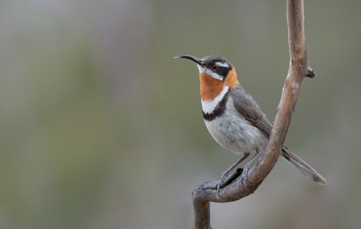 Western Spinebill - ML121653601