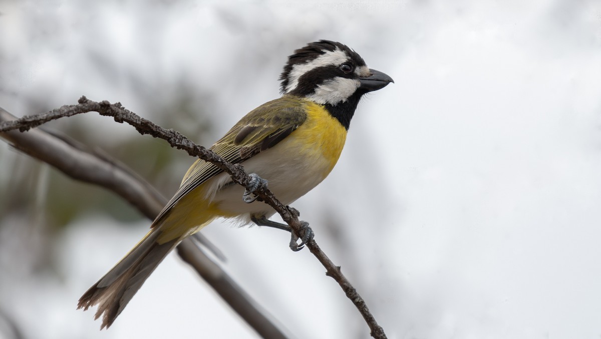 Western Shrike-tit - ML121653661