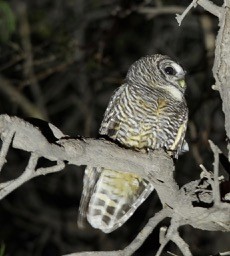 Chaco Owl - ML121653731
