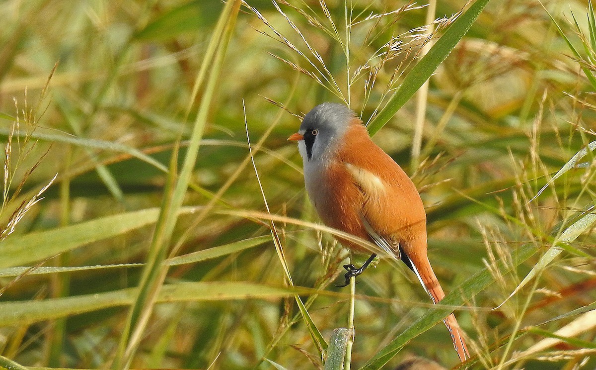 Bearded Reedling - ML121655721