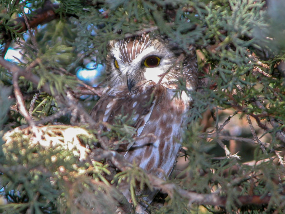 Northern Saw-whet Owl - ML121655801