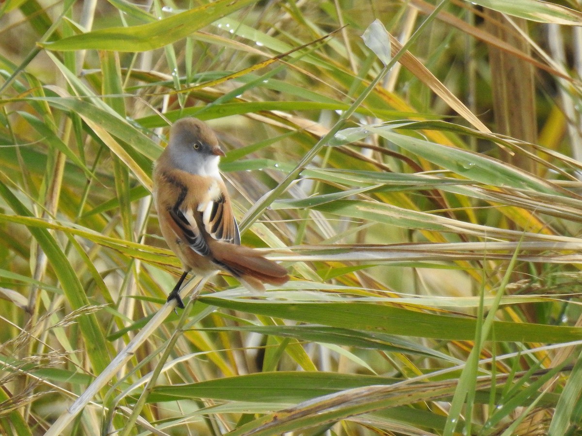 Bearded Reedling - ML121655851