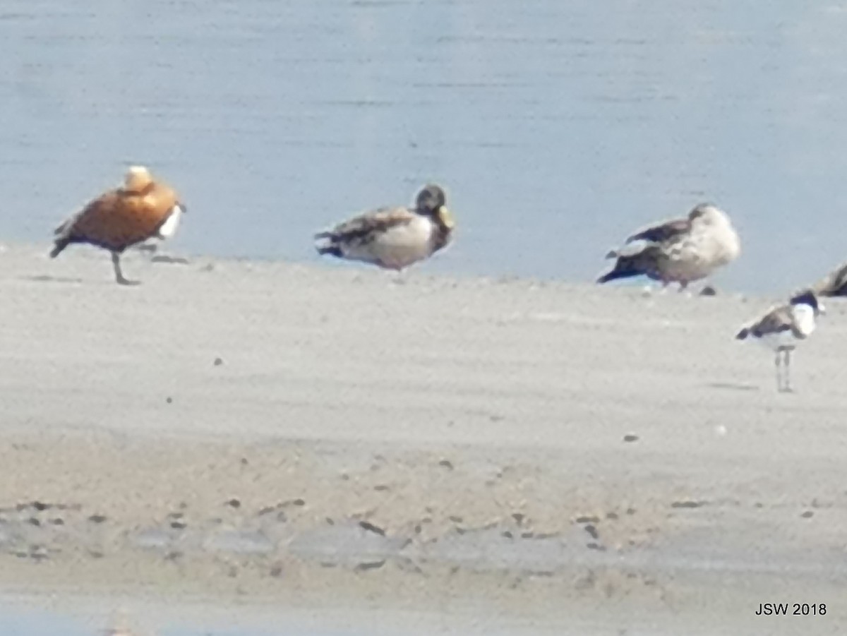 Зэрлэг нугас - ML121656231