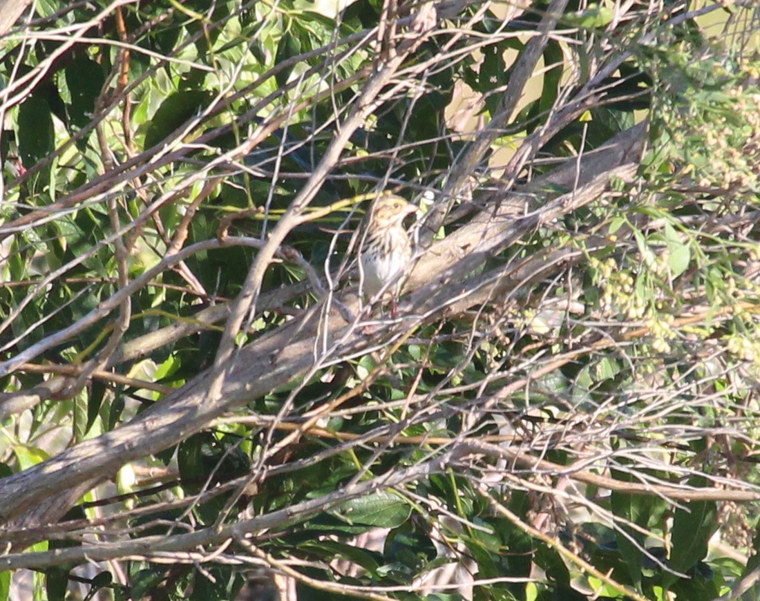 Savannah Sparrow - ML121656351