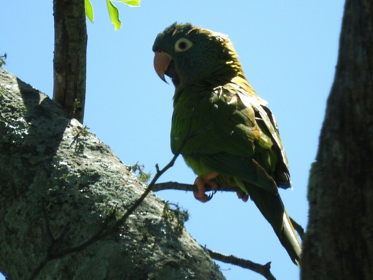 Blue-crowned Parakeet - Enrique Chiurla