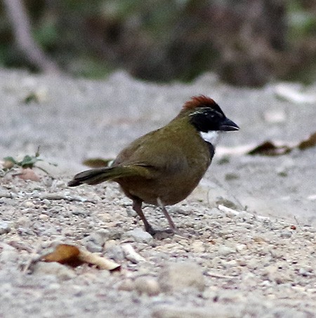 Collared Towhee - ML121656801