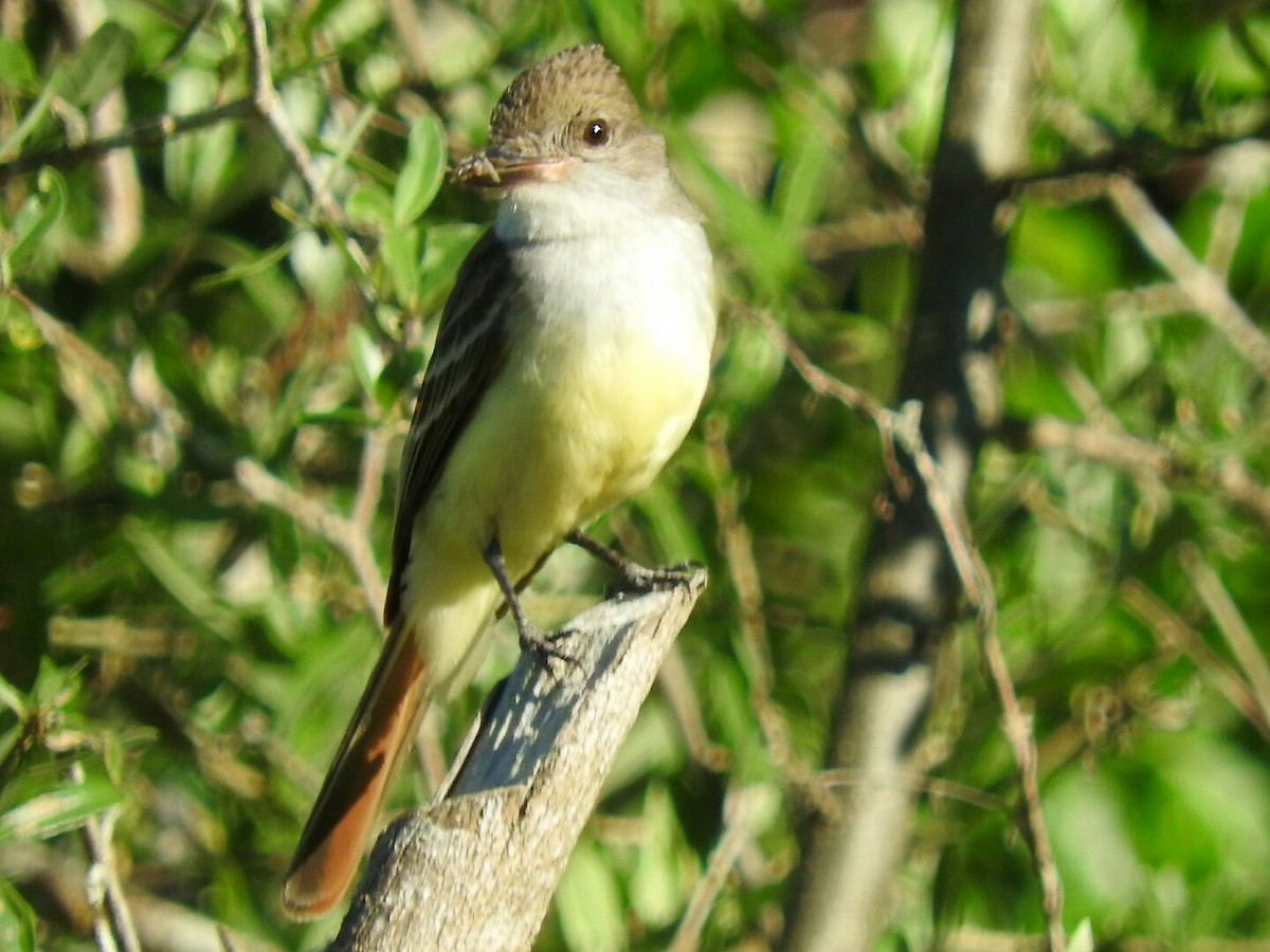 Brown-crested Flycatcher - Enrique Chiurla