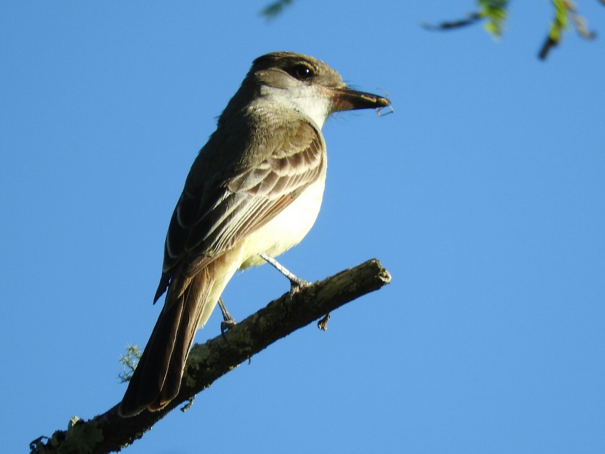 Brown-crested Flycatcher - ML121657101