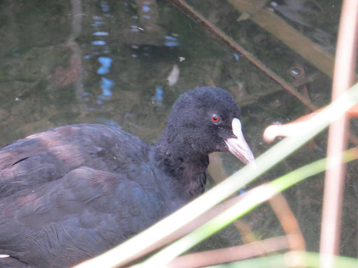 Eurasian Coot - ML121658031