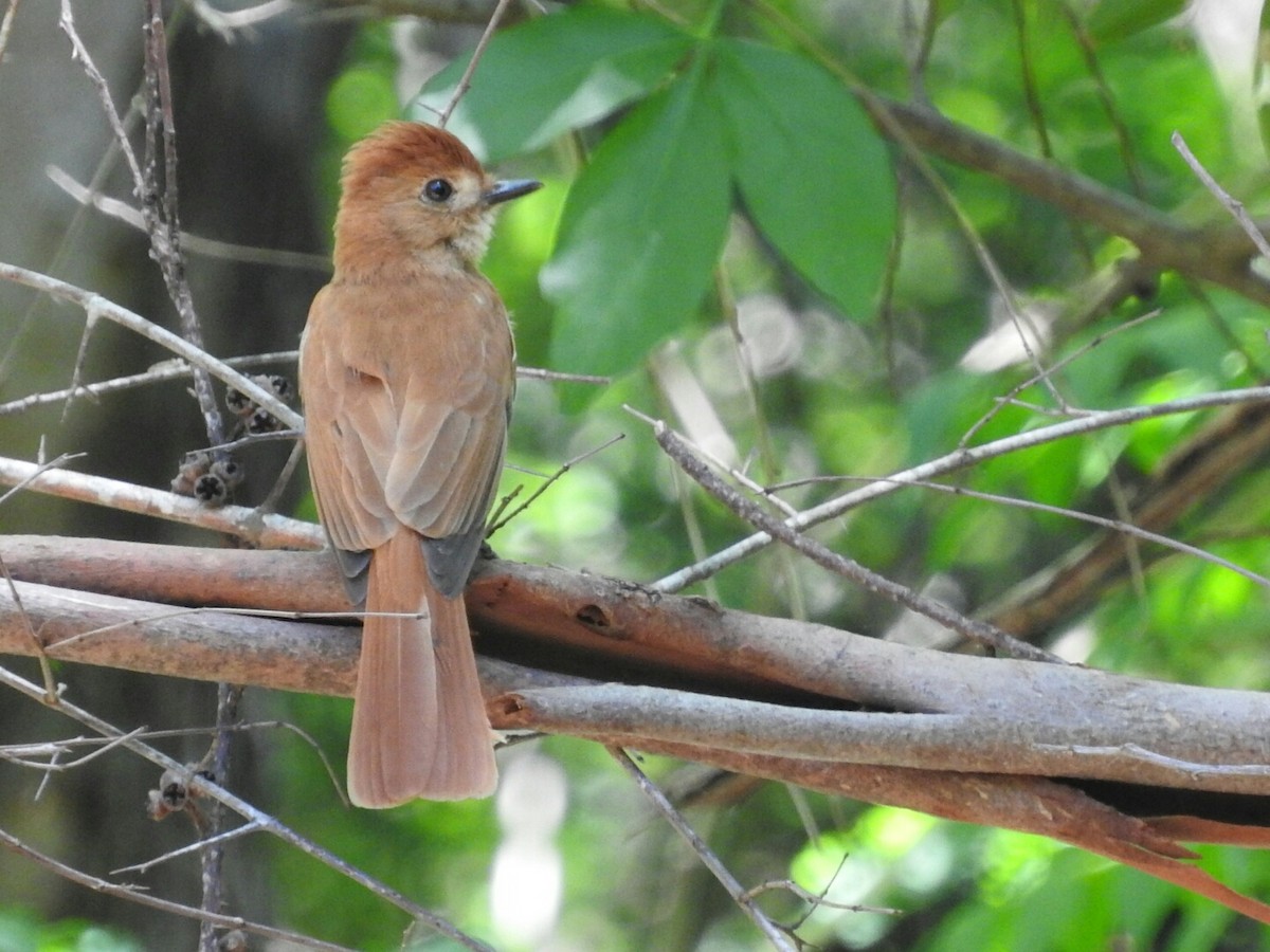 Rufous Casiornis - Enrique Chiurla