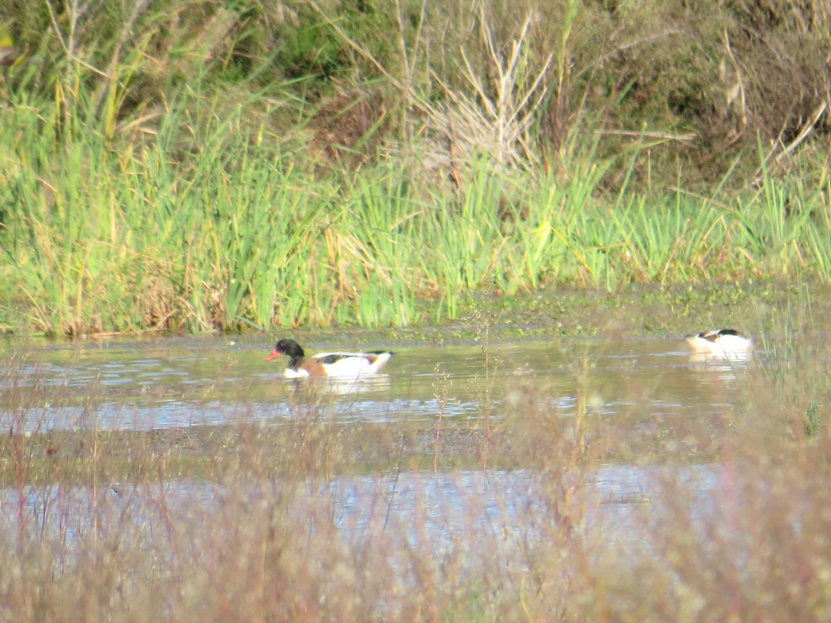 Common Shelduck - ML121658081