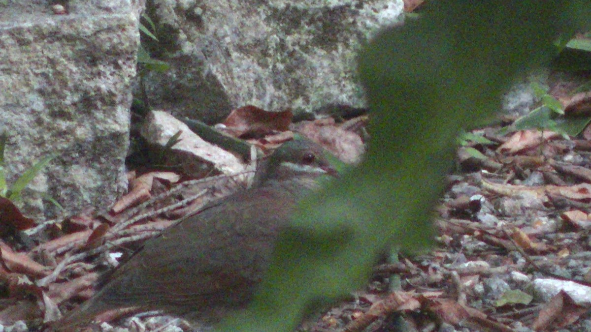 Key West Quail-Dove - ML121658091