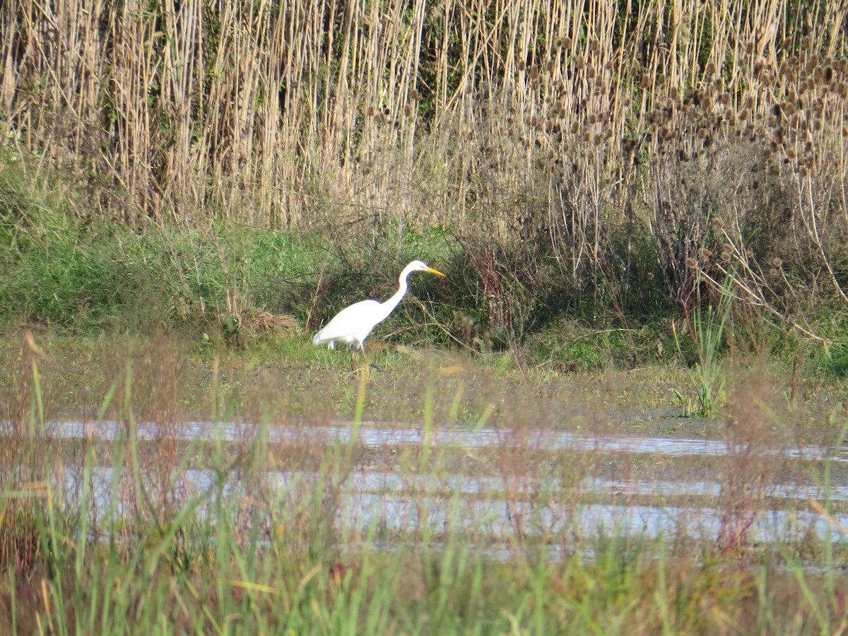 Great Egret - ML121658211