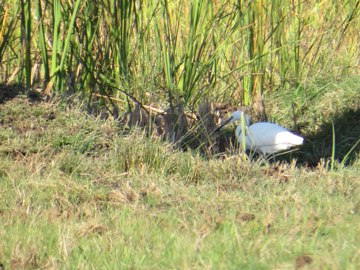 Little Egret - ML121658221