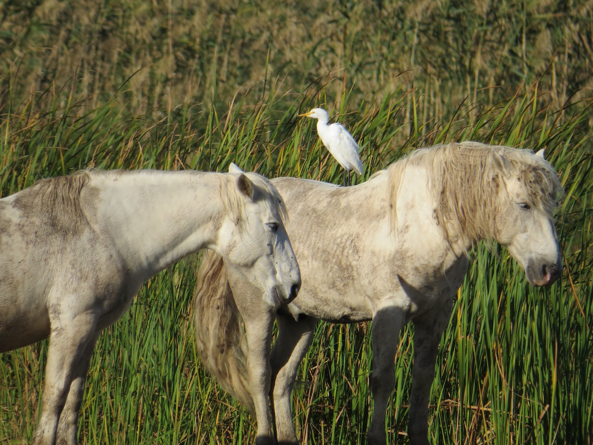 Western Cattle Egret - ML121658231