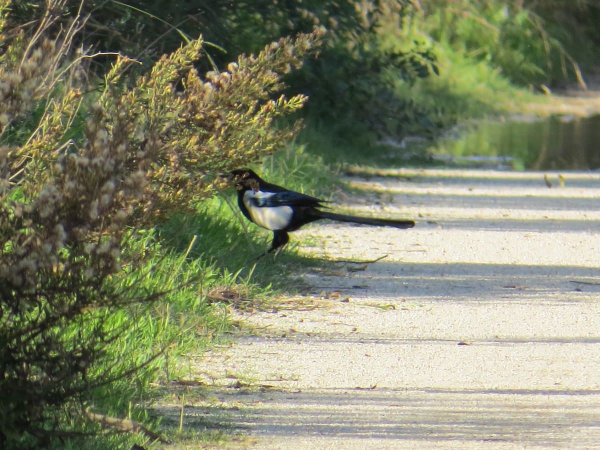 Eurasian Magpie - ML121658251