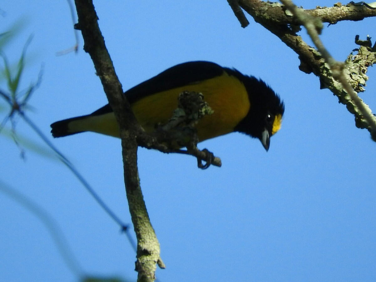 Purple-throated Euphonia - Enrique Chiurla