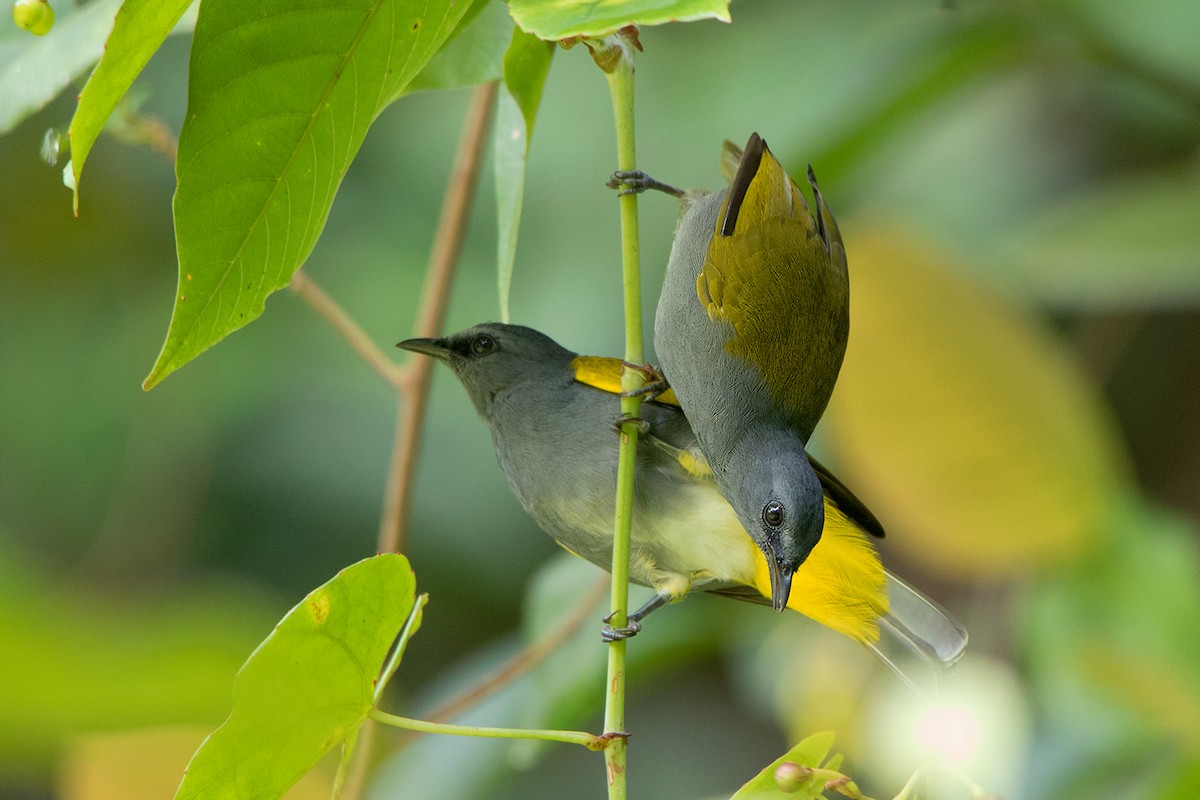 Gray-bellied Bulbul - ML121662231