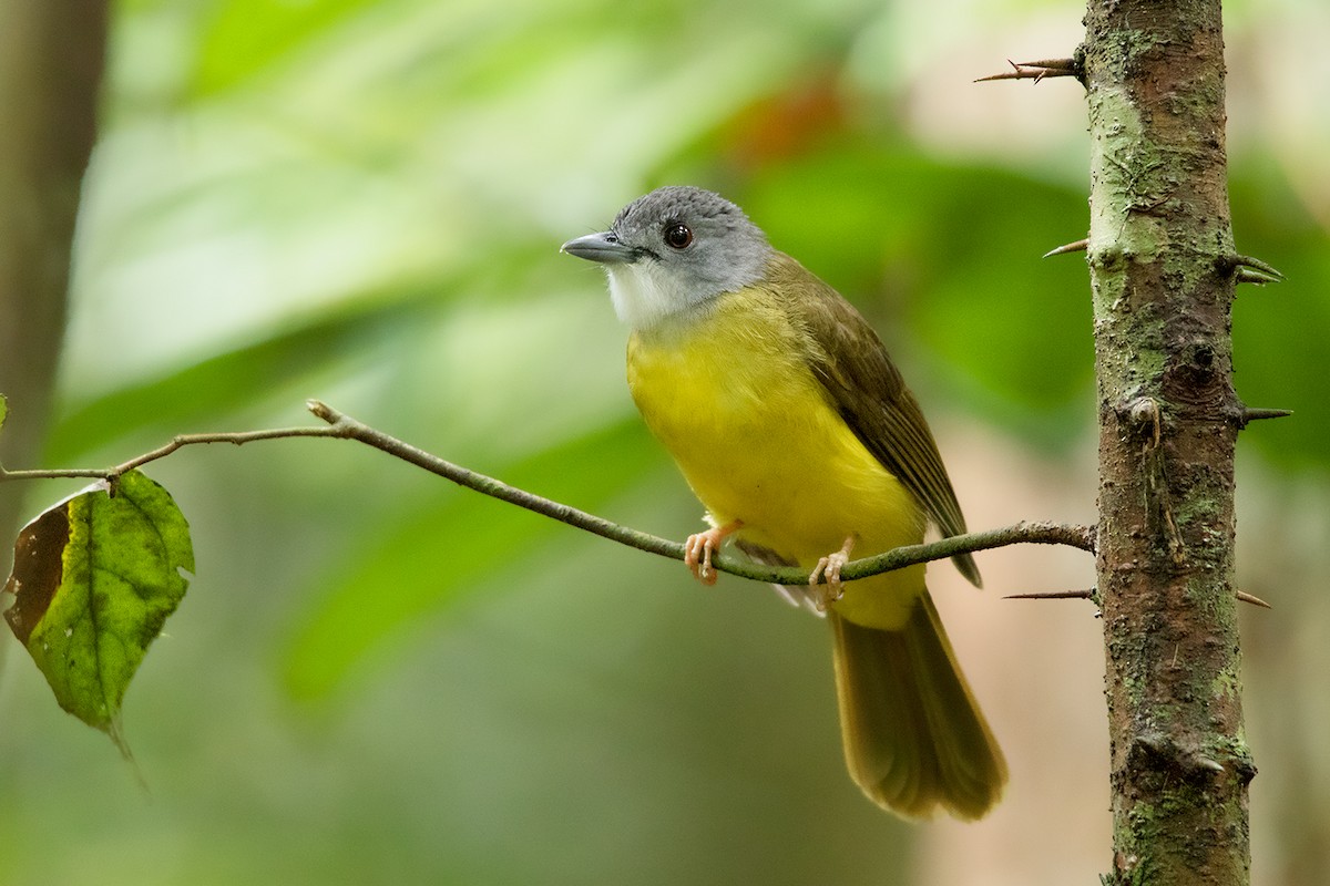 Yellow-bellied Bulbul - Ayuwat Jearwattanakanok