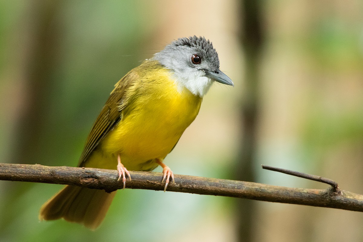 Yellow-bellied Bulbul - ML121662321