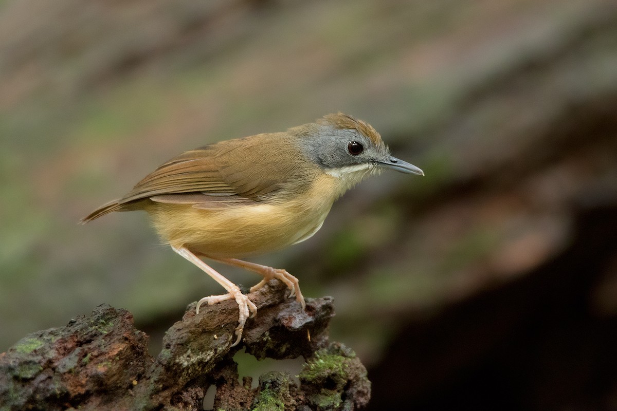 Short-tailed Babbler - Ayuwat Jearwattanakanok