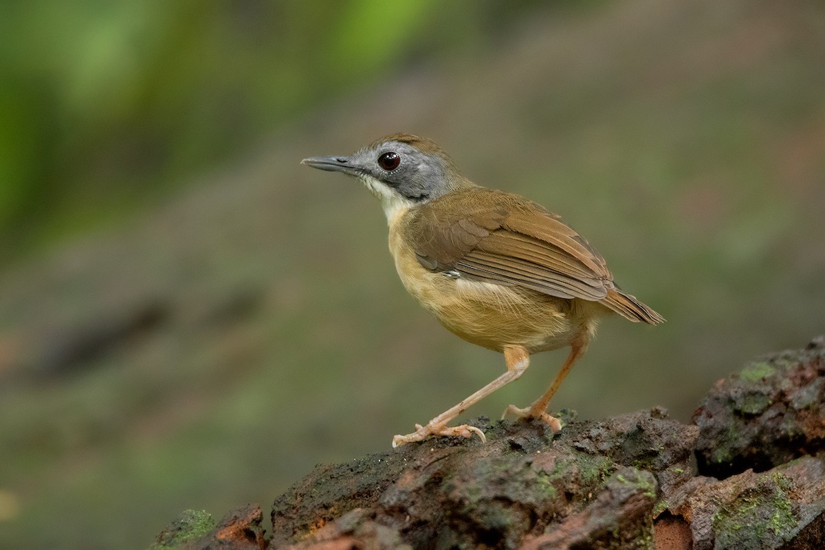 Short-tailed Babbler - Ayuwat Jearwattanakanok