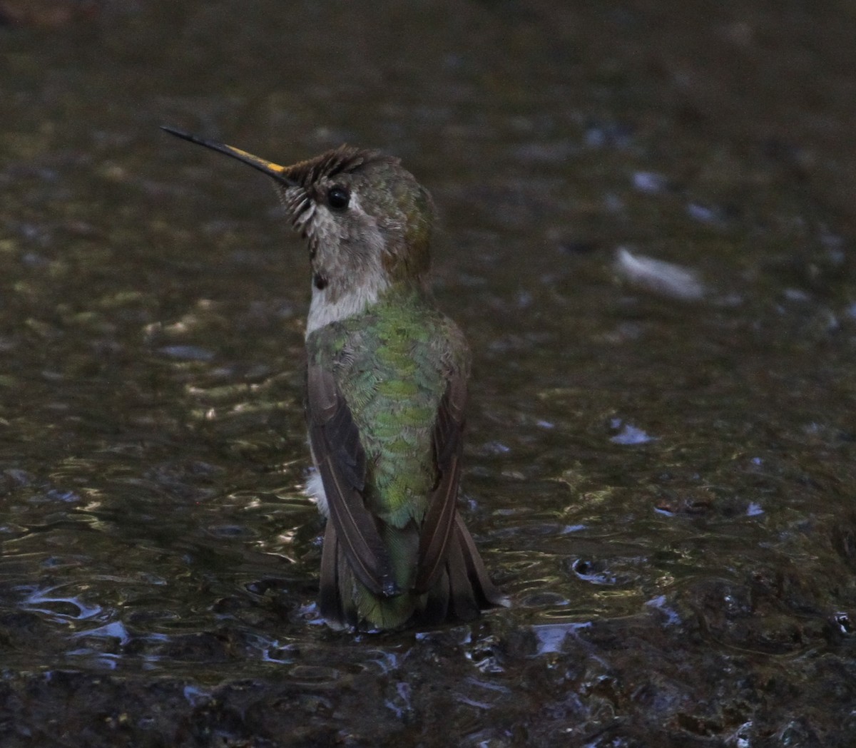 Anna's Hummingbird - ML121662751