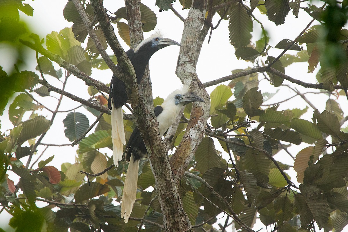 White-crowned Hornbill - ML121662871