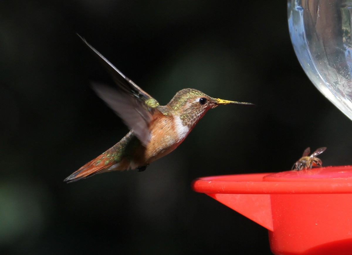 Rufous Hummingbird - Don Coons