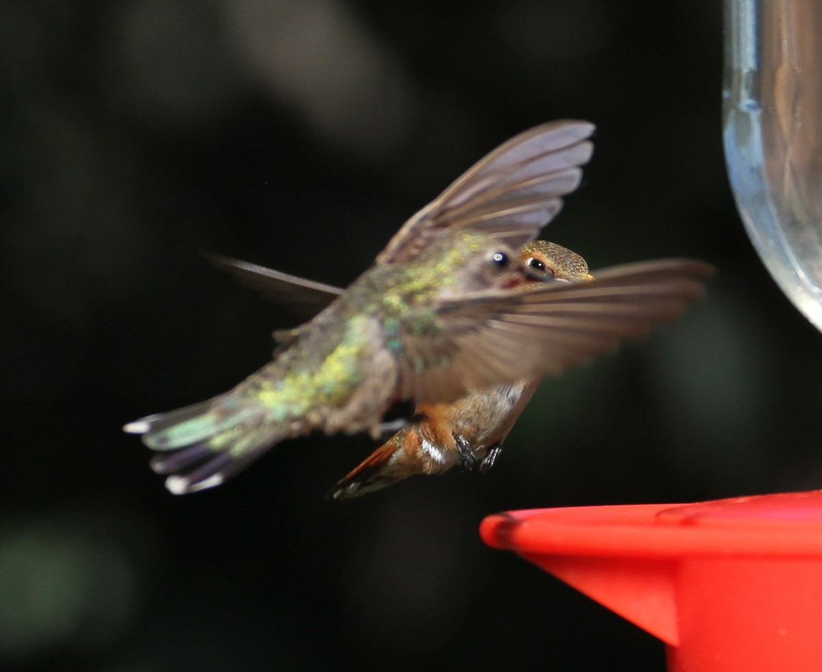 Rufous Hummingbird - Don Coons