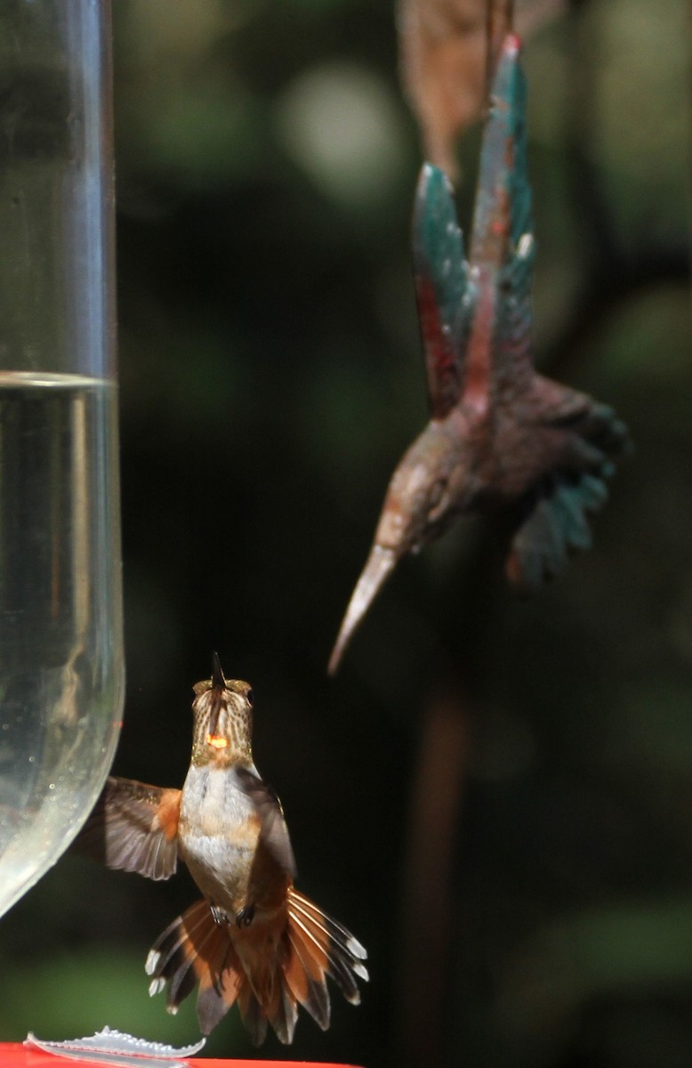 Rufous Hummingbird - Don Coons
