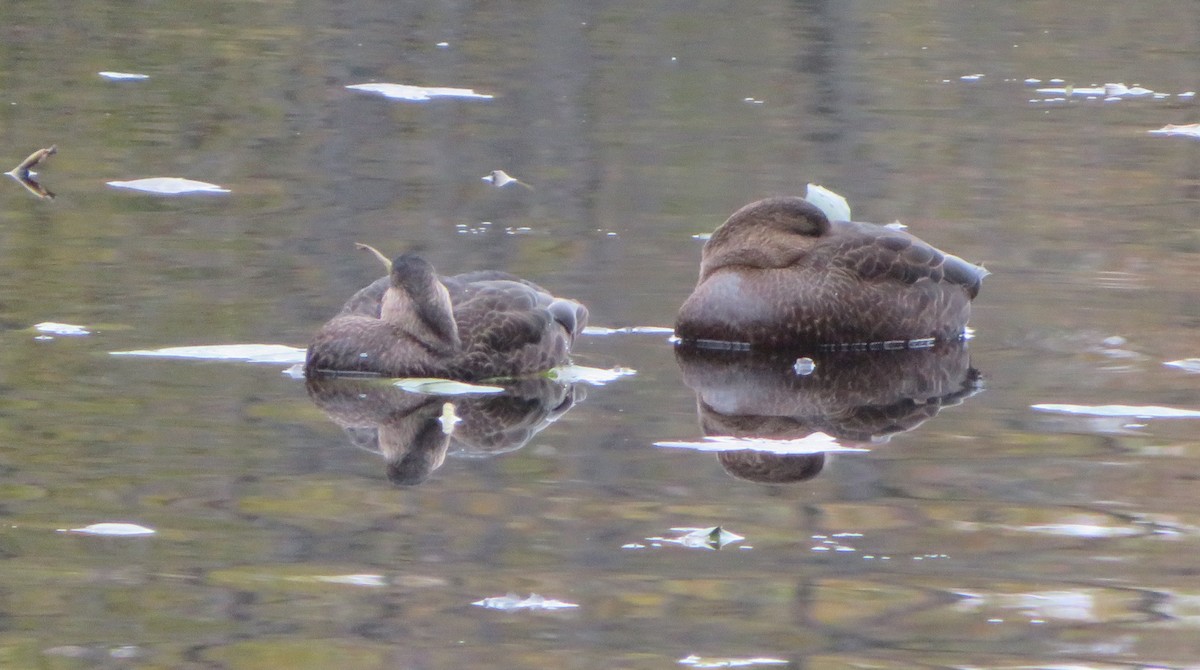 American Black Duck - ML121663591