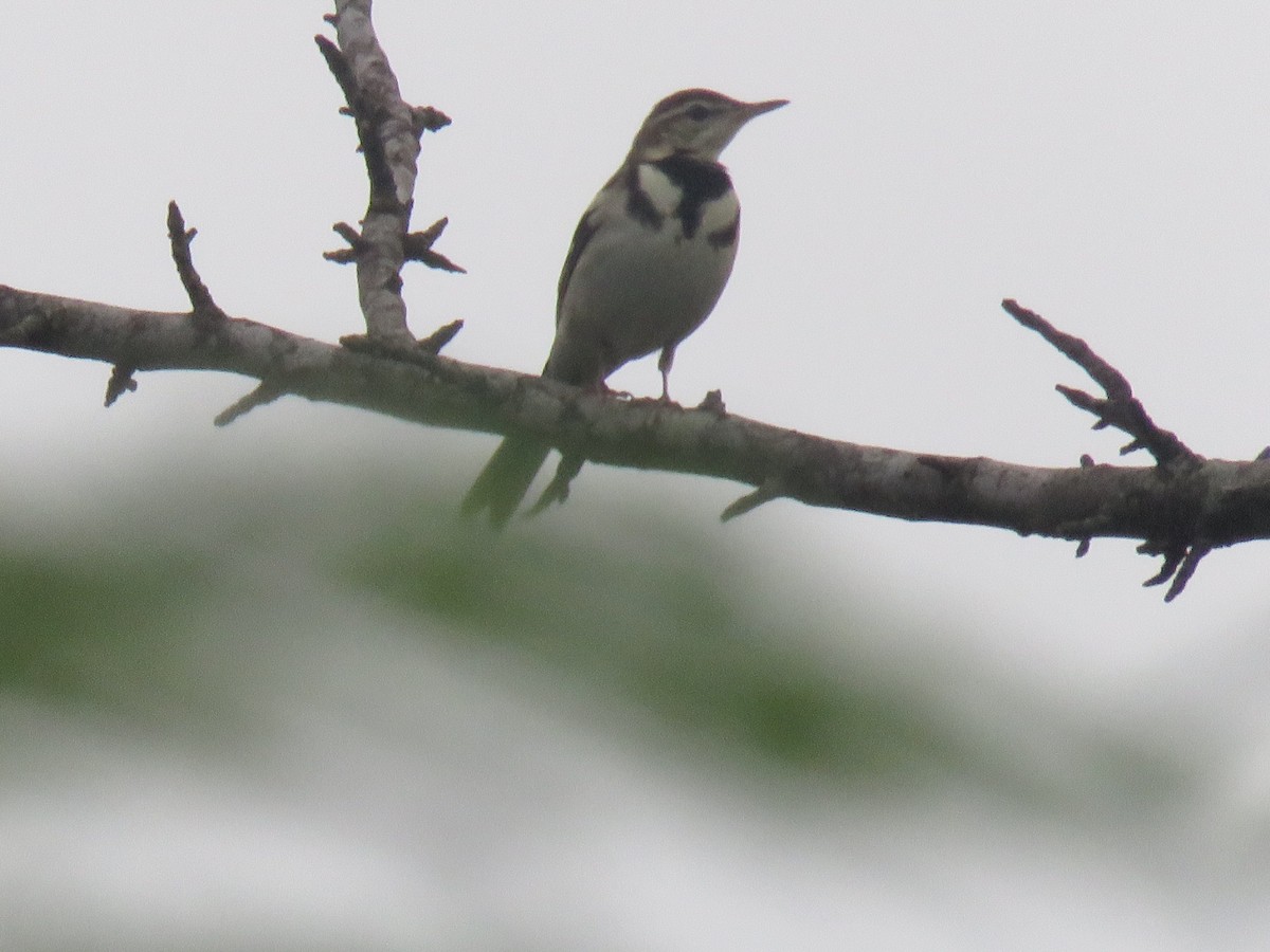 Forest Wagtail - ML121664311