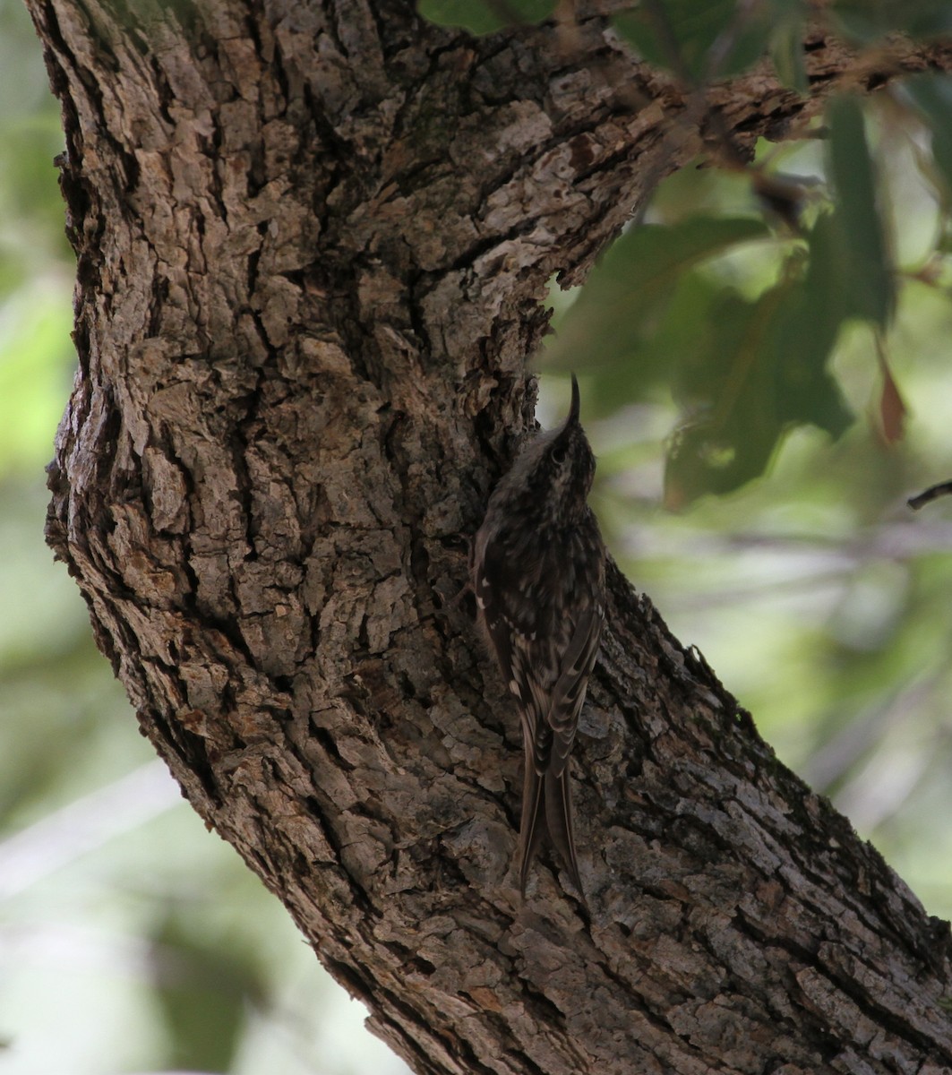 Brown Creeper - ML121664571