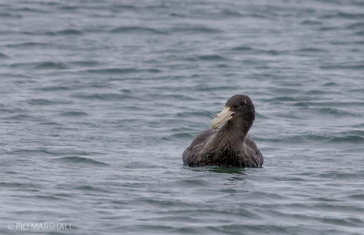 Southern Giant-Petrel - ML121664741