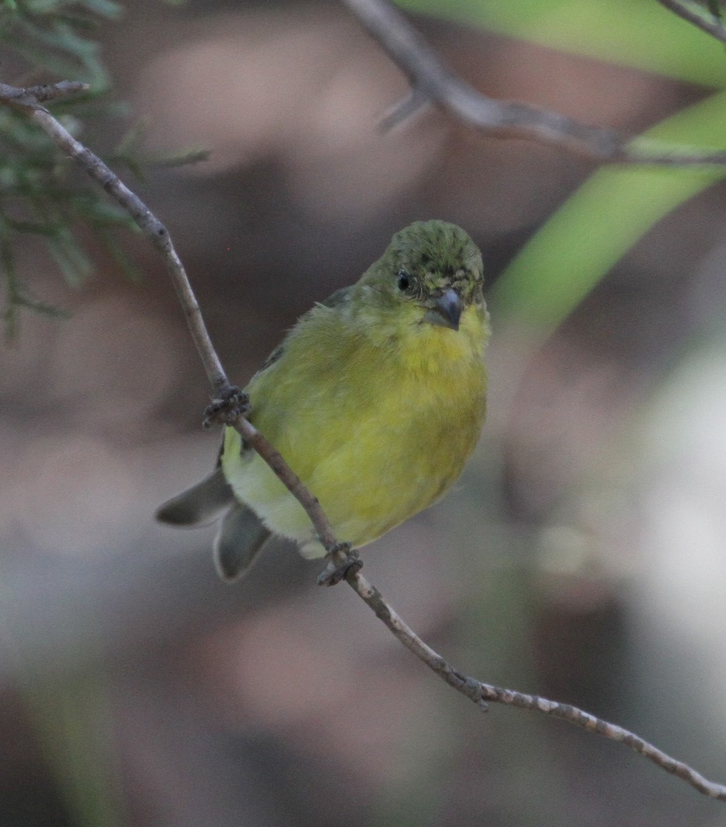 Lesser Goldfinch - ML121664751